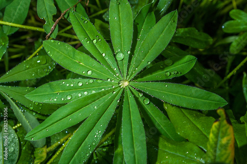 Drops of rain on the leaves of plants