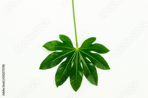 green tropical  leaves on white background. Flat lay  top view. copy space