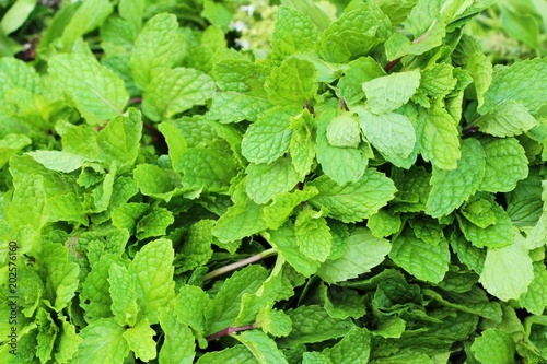 Pepper mint leaves for cooking at market