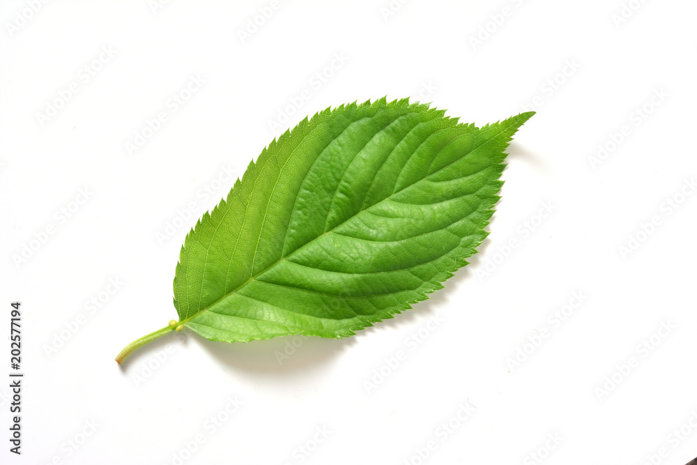 Obraz premium 緑の葉 白バック