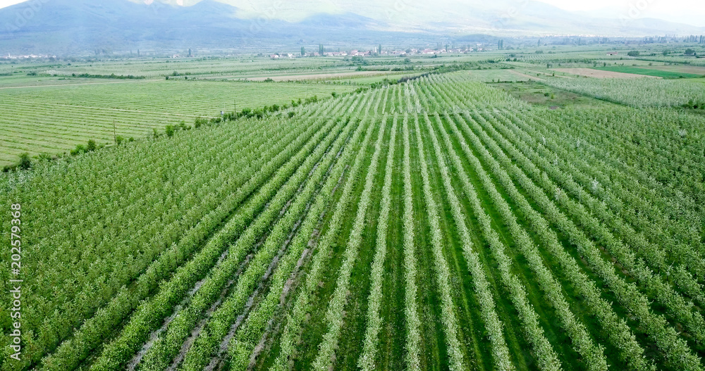 drone photography,aerial view of orchards in resen, prespa, macedonia