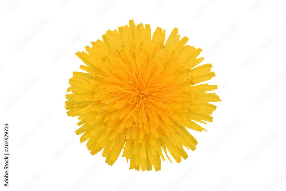 Obraz premium Żółty kwiat mniszka lekarskiego, na białym tle