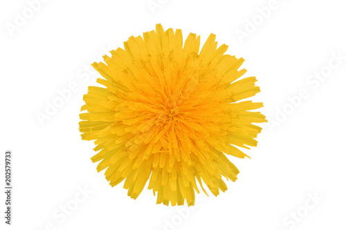 Yellow dandelion flower, isolated on white background