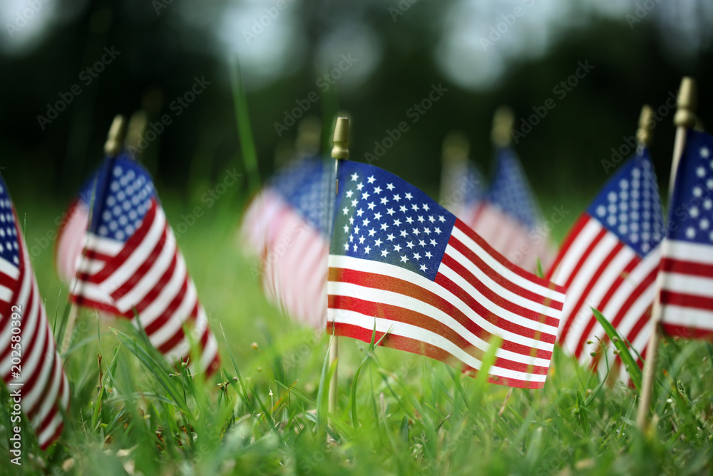 Group of American flags in green grass