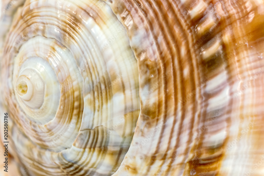 snail spiral macro shot. focus stacking technique. snail spiral macro shot. focus stacking technique.