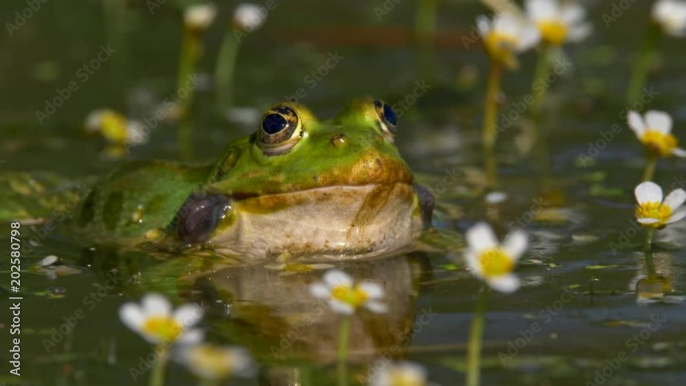 Green marsh frog (Pelophylax ridibundus) mating call Green marsh frog (Pelophylax ridibundus) mating call