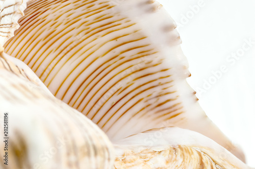 extreme closeup of seashell. snail background. macro photography