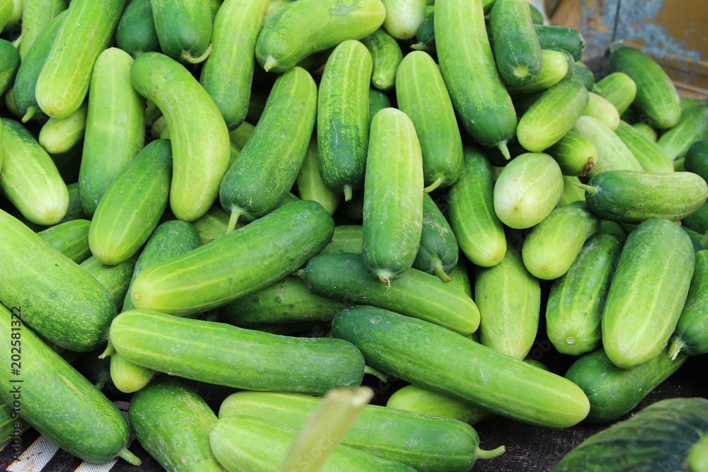 Fresh cucumbers for cooking in the market