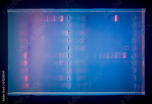 Close-up of a gel with DNA after electrophoresis. Results of electrophoresis after PCR.
