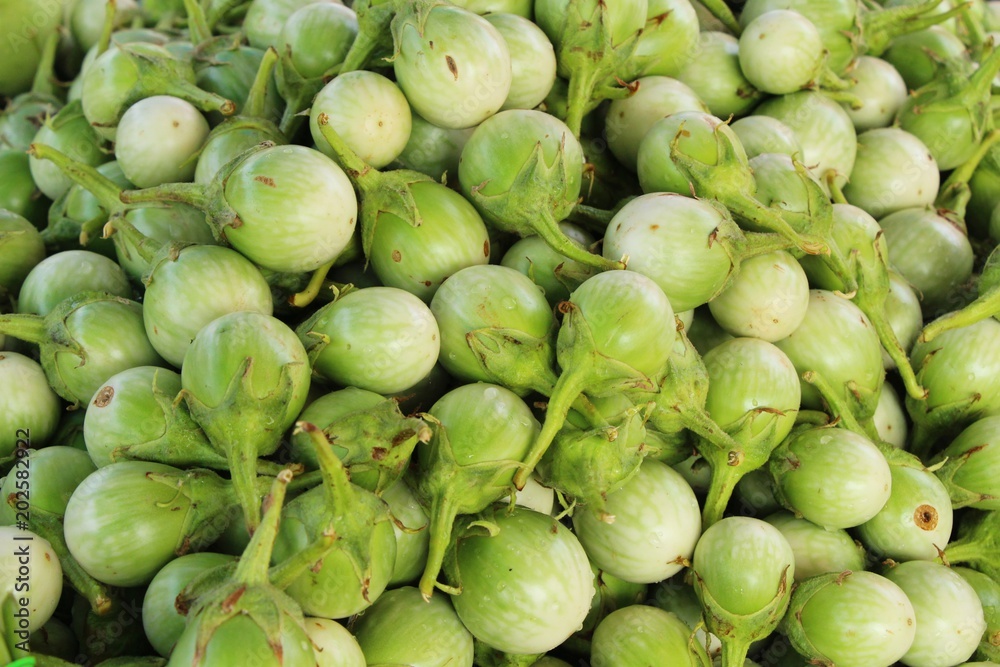 Fresh eggplant green organic in the market Fresh eggplant green organic in the market