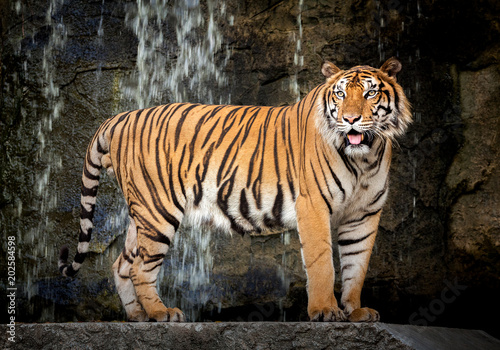 Tiger standing the waterfall background. 