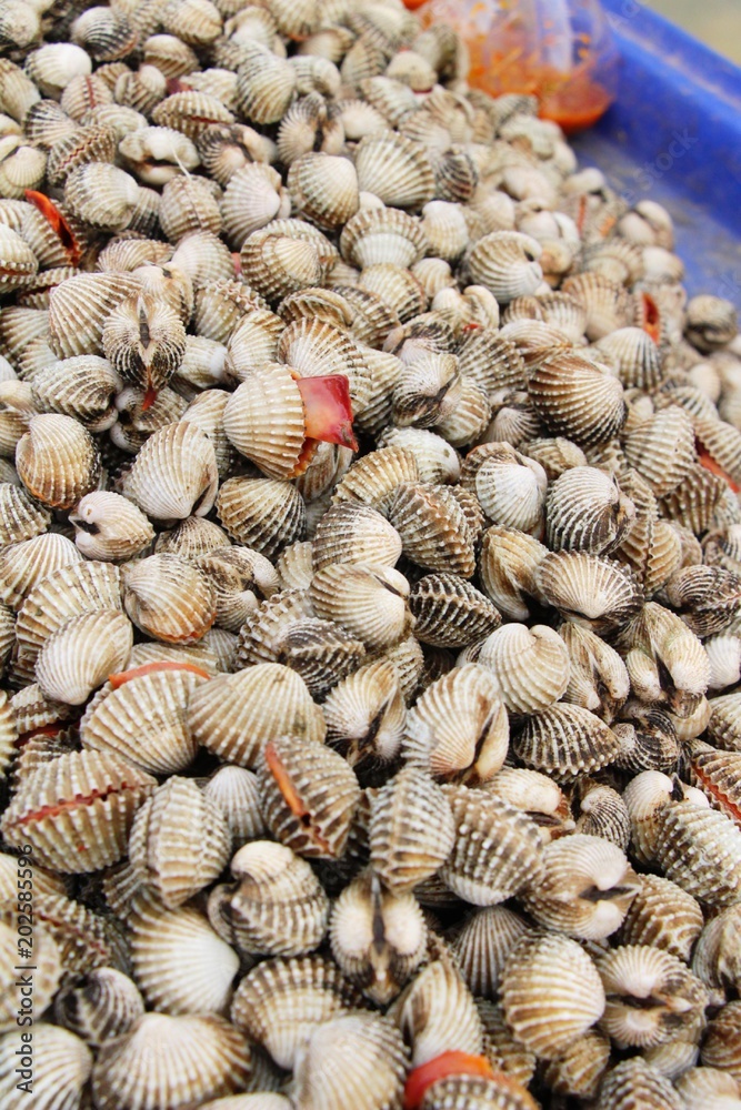 Fresh cockle for cooking in the market