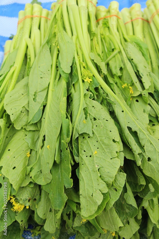 Fototapeta premium Fresh choy for cooking in the market