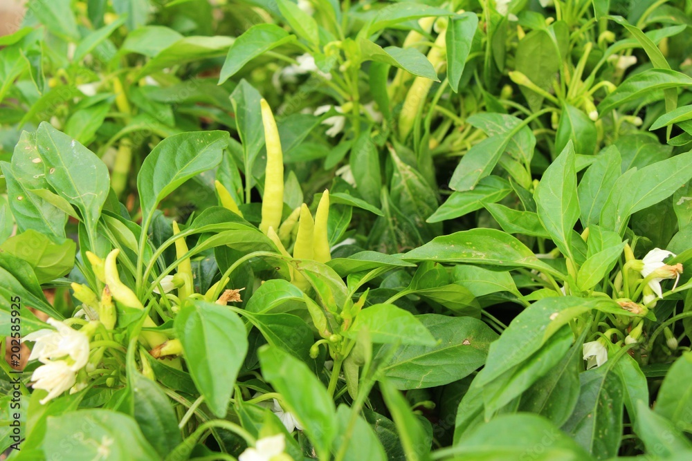 Fresh chilli on tree in the garden