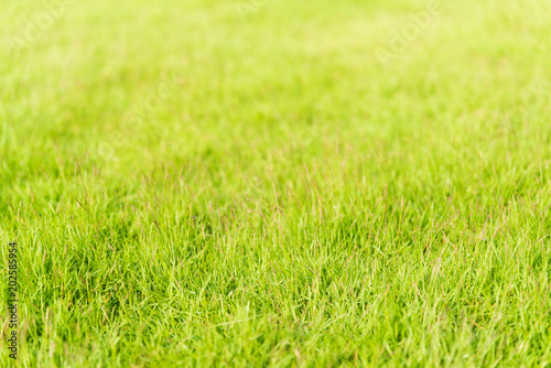 Green grass texture background for spring or summer and World Earth Day concept.