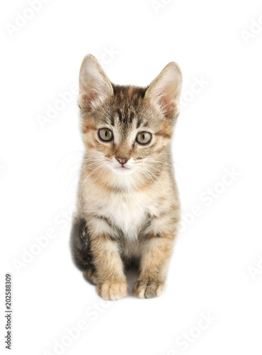 kitten on white background