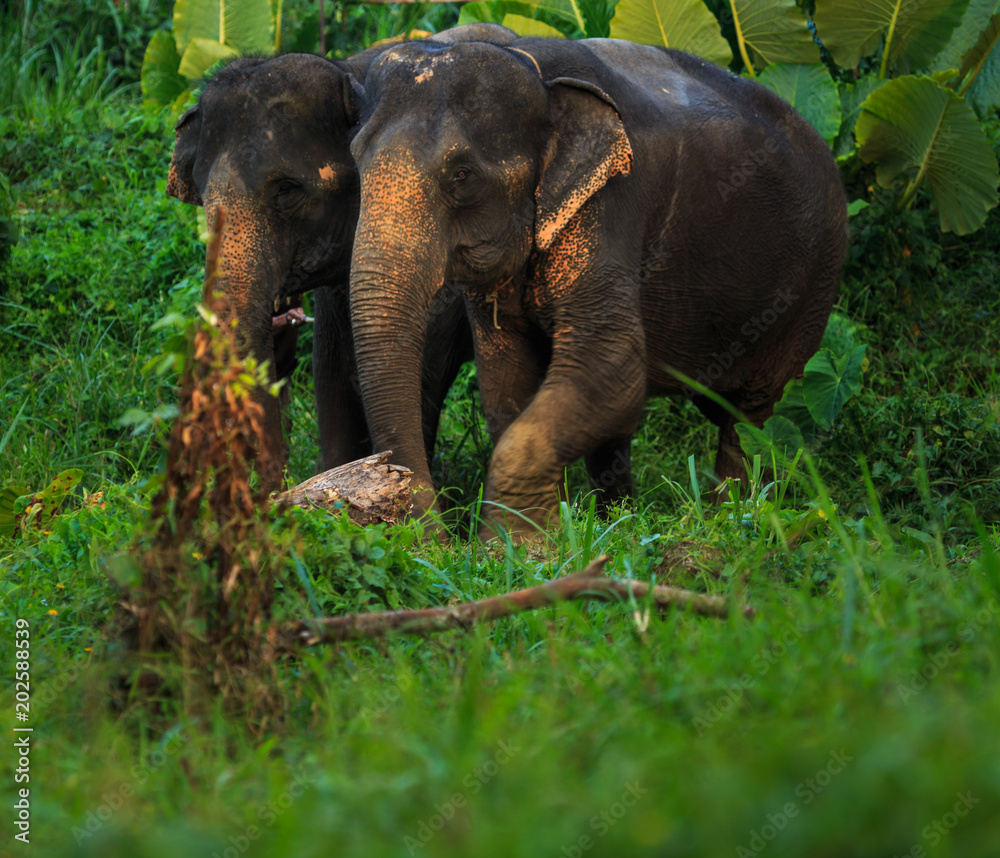Obraz premium Indian or asian elephant in thailand
