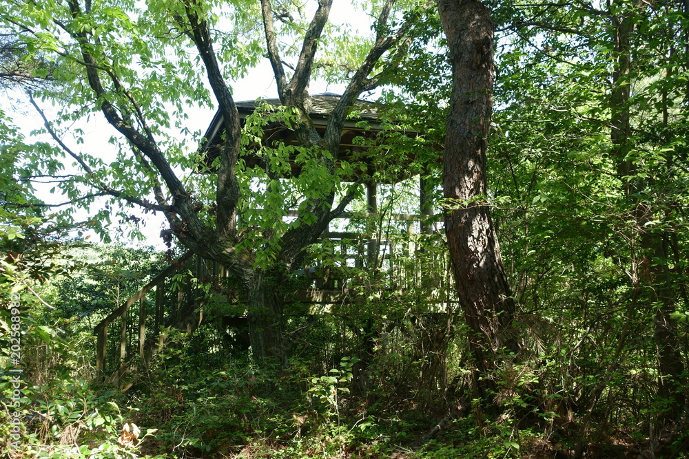 Fototapeta premium 日本の岡山の山の中の風景
