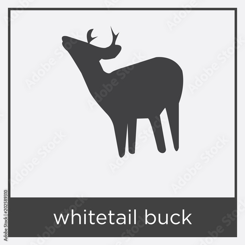 whitetail buck icon isolated on white background