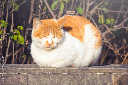 Obraz na plátně cute undomesticated cat resting and relaxing in a park in day