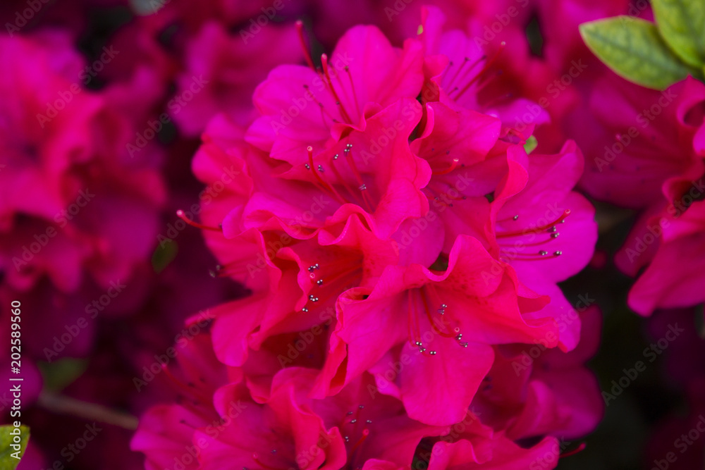 macro fiore rosa