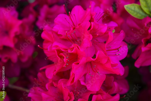 macro fiore rosa