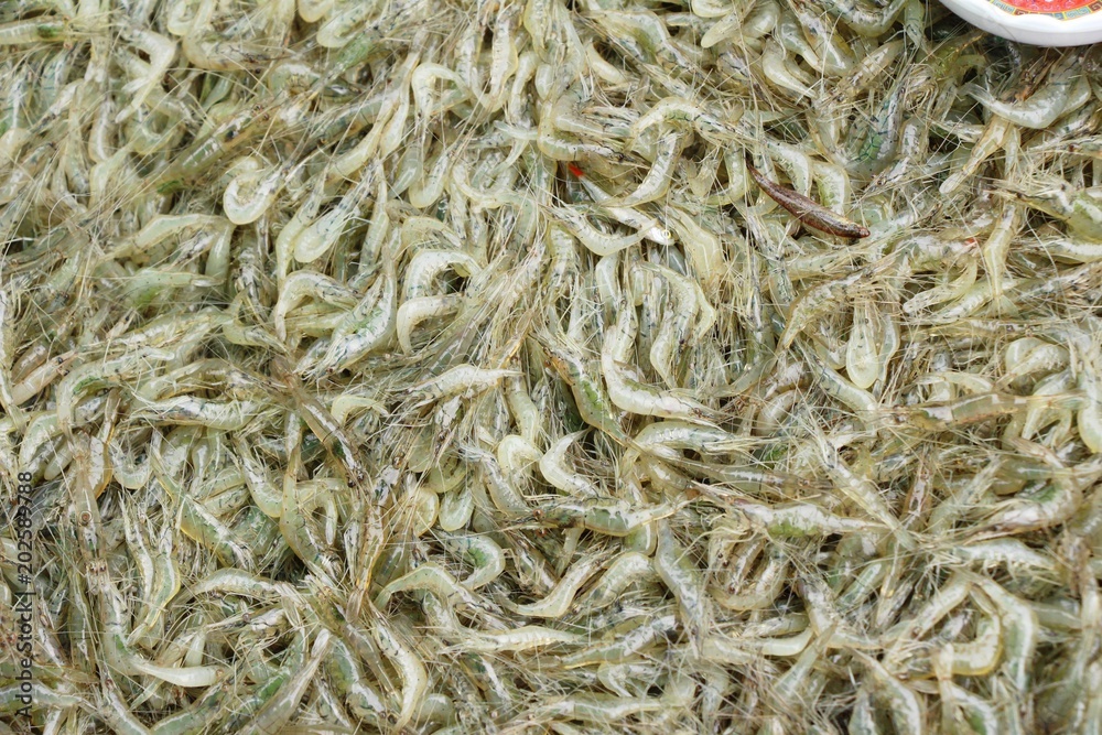 Fresh shrimp for cooking in the market Fresh shrimp for cooking in the market