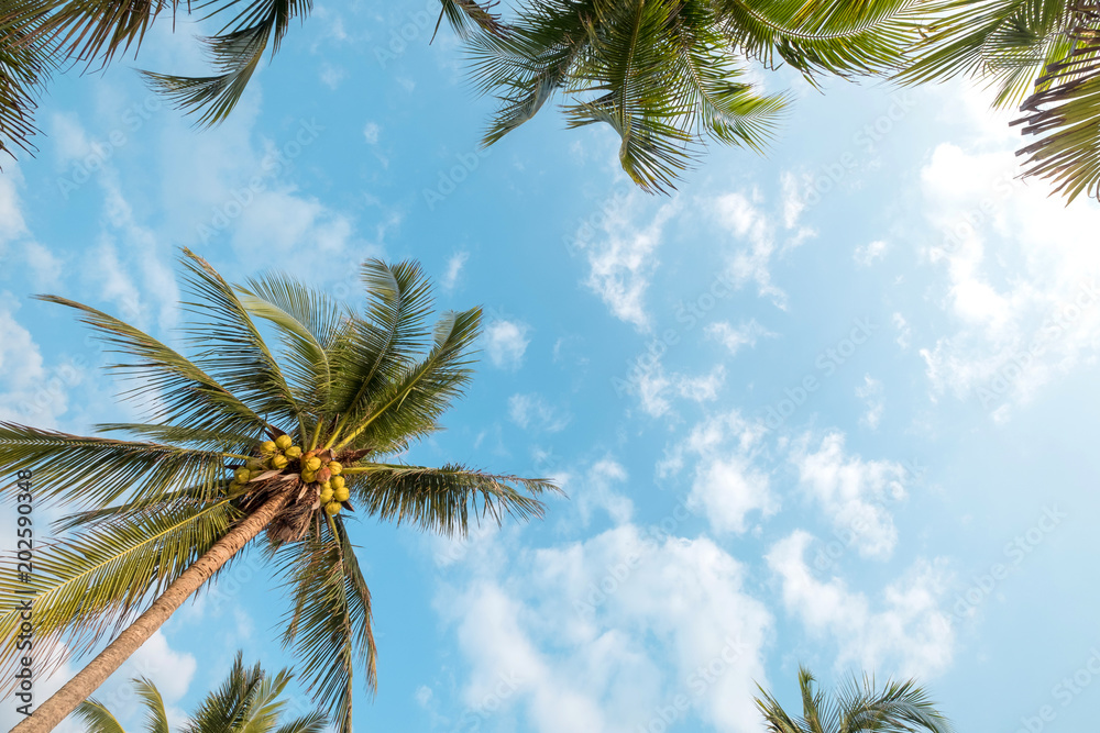 Rocznik natury tło - kokosowy drzewko palmowe na tropikalnym plażowym niebieskim niebie z światłem słonecznym ranek w lecie, uprisen kąt. vintage filtr instagram <span>plik: #202590348 | autor: jakkapan</span>