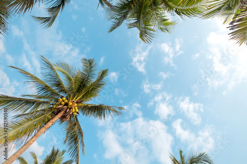 Naklejka Rocznik natury tło - kokosowy drzewko palmowe na tropikalnym plażowym niebieskim niebie z światłem słonecznym ranek w lecie, uprisen kąt. vintage filtr instagram