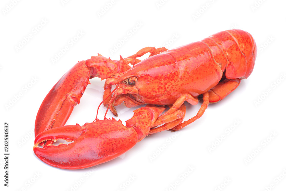 Fresh lobster Fresh lobster