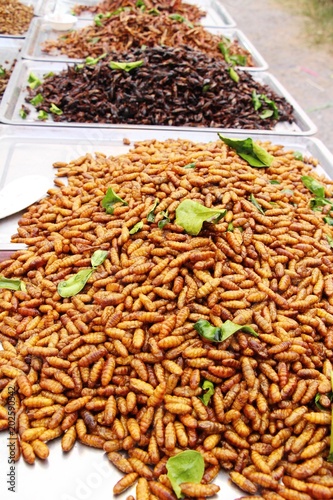 Fried silk worms delicious in street food