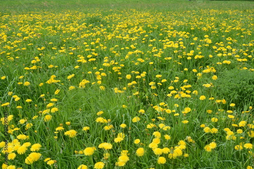 Blumenwiese im Frühling