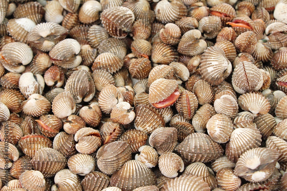 Fresh cockle for cooking in the market