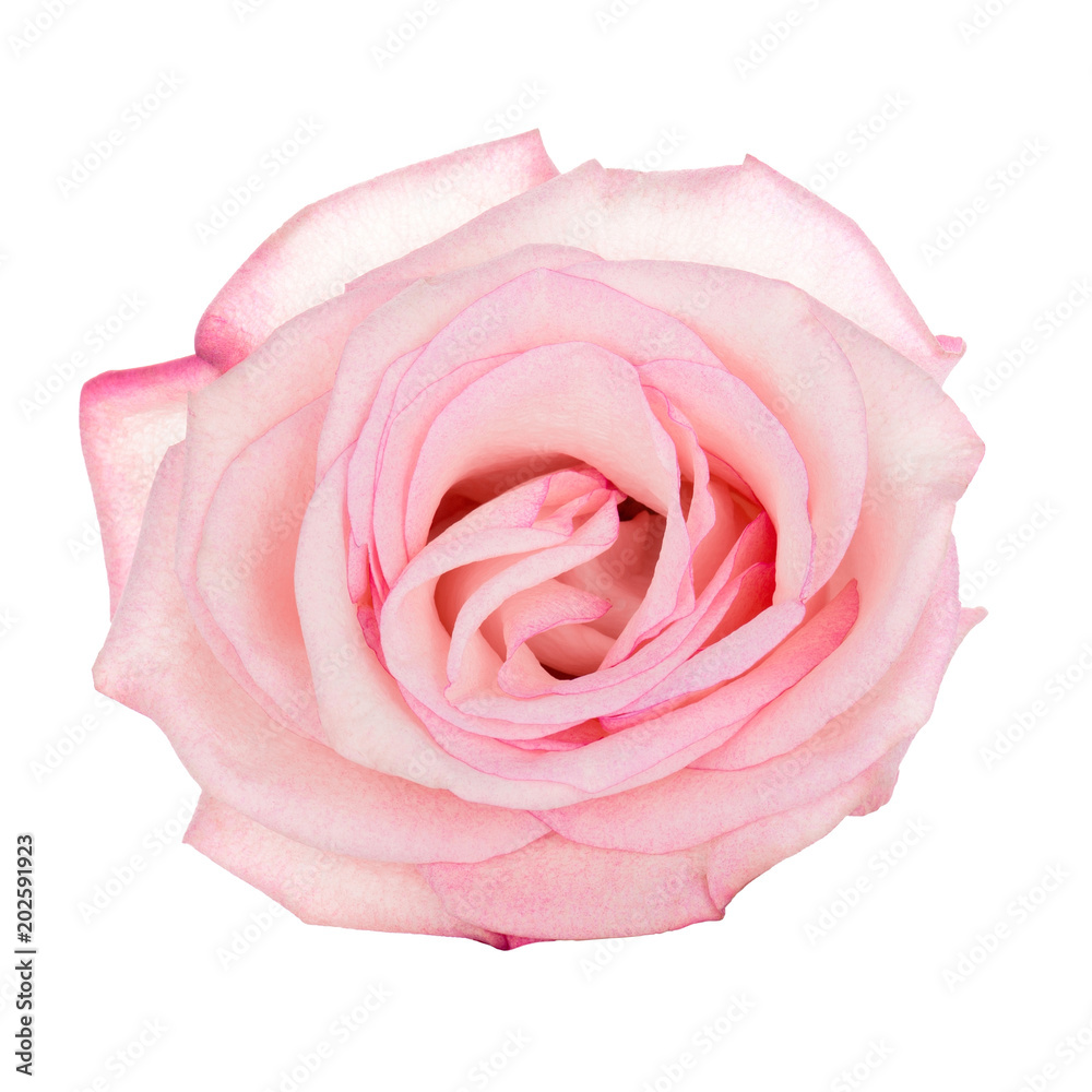 Pink blooming rose isolated on white background Pink blooming rose isolated on white background