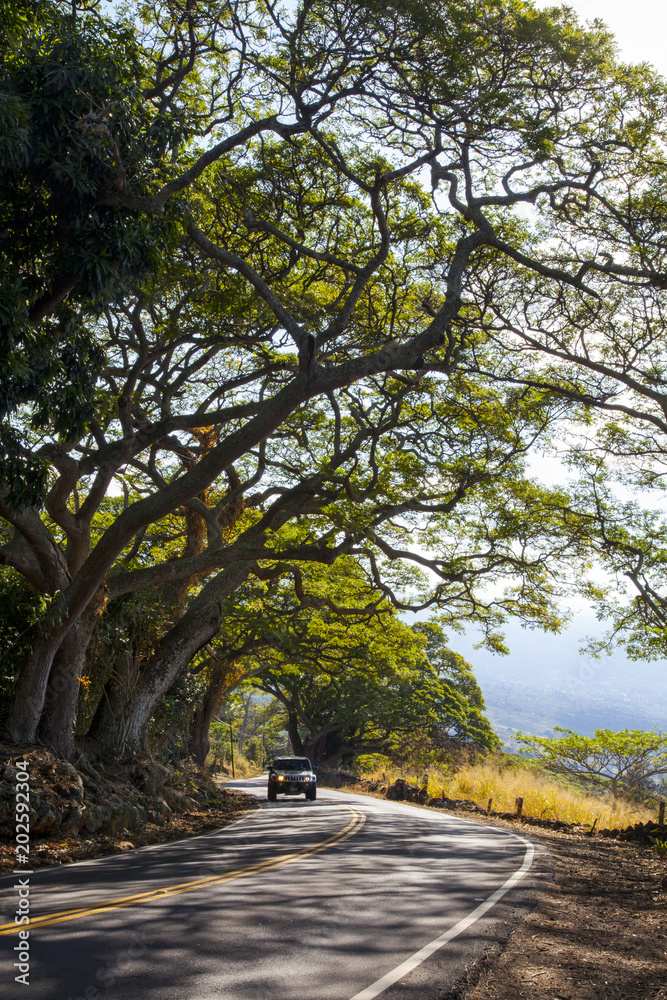Tree and Road