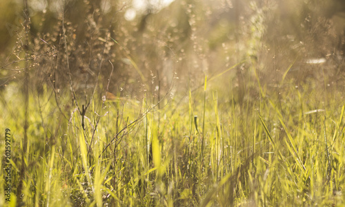 Campo erba in primavera all'alba © patrickpvps3