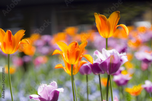colorful spring flowers © fotosr52