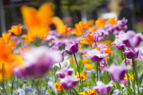 Fototapeta Naklejka Na Ścianę i Meble -  colorful spring flowers