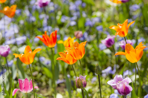 colorful spring flowers