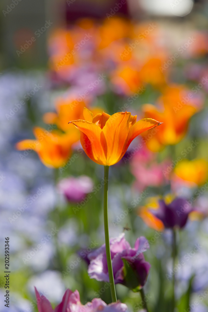 colorful spring flowers