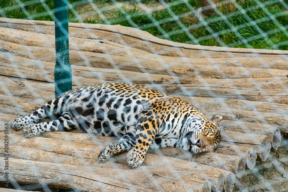 Naklejka premium Jaguar in captivity