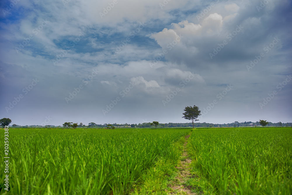A field with fresh crops during the monsoon season A field with fresh crops during the monsoon season