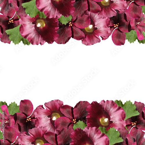 Fototapeta Naklejka Na Ścianę i Meble -  Beautiful floral background with mallows and pelagrony 