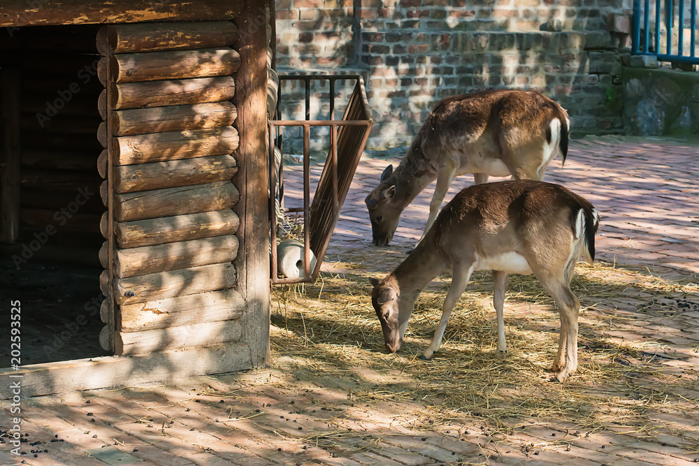 Fototapeta premium Baby Musk Deer