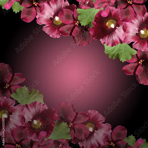 Fototapeta Naklejka Na Ścianę i Meble -  Beautiful floral background with mallows and pelagrony 