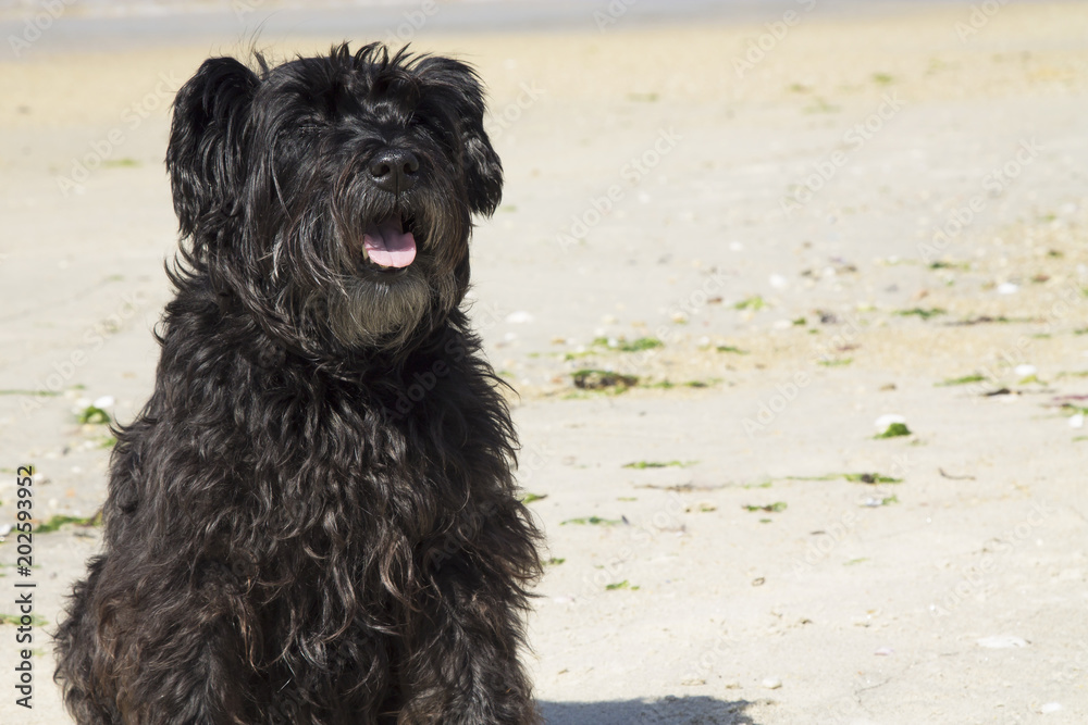 black schnauzer dog on the beach