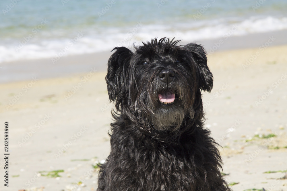 black schnauzer dog on the beach