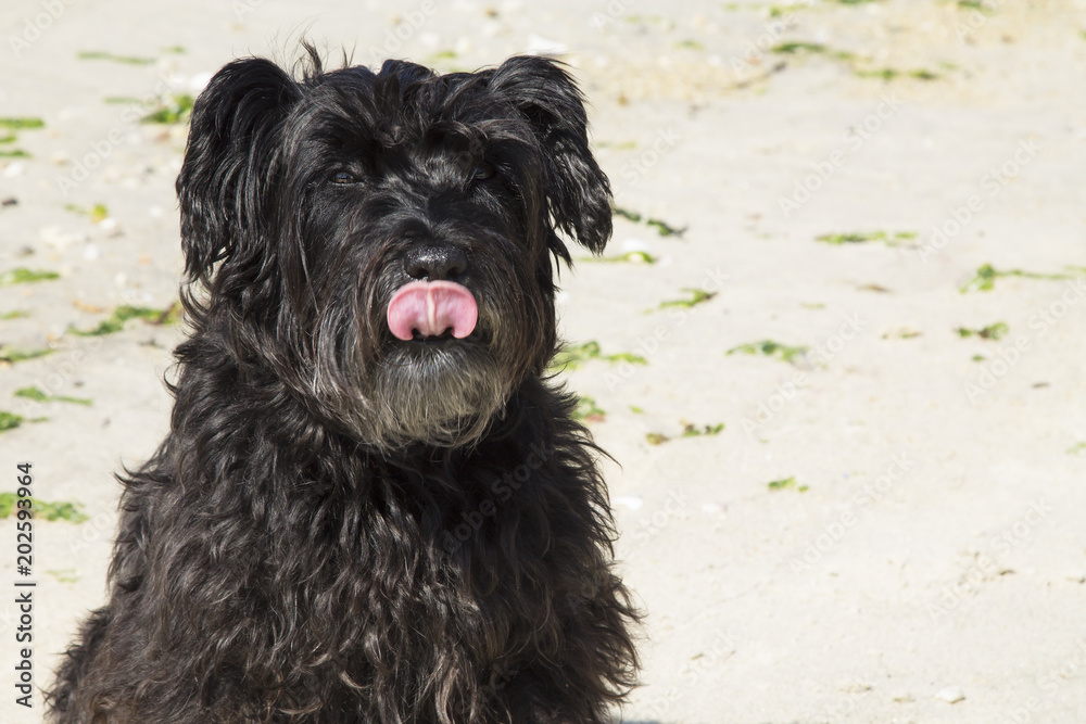 black schnauzer dog on the beach