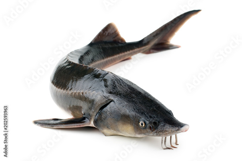 Sturgeon fish isolated on white background