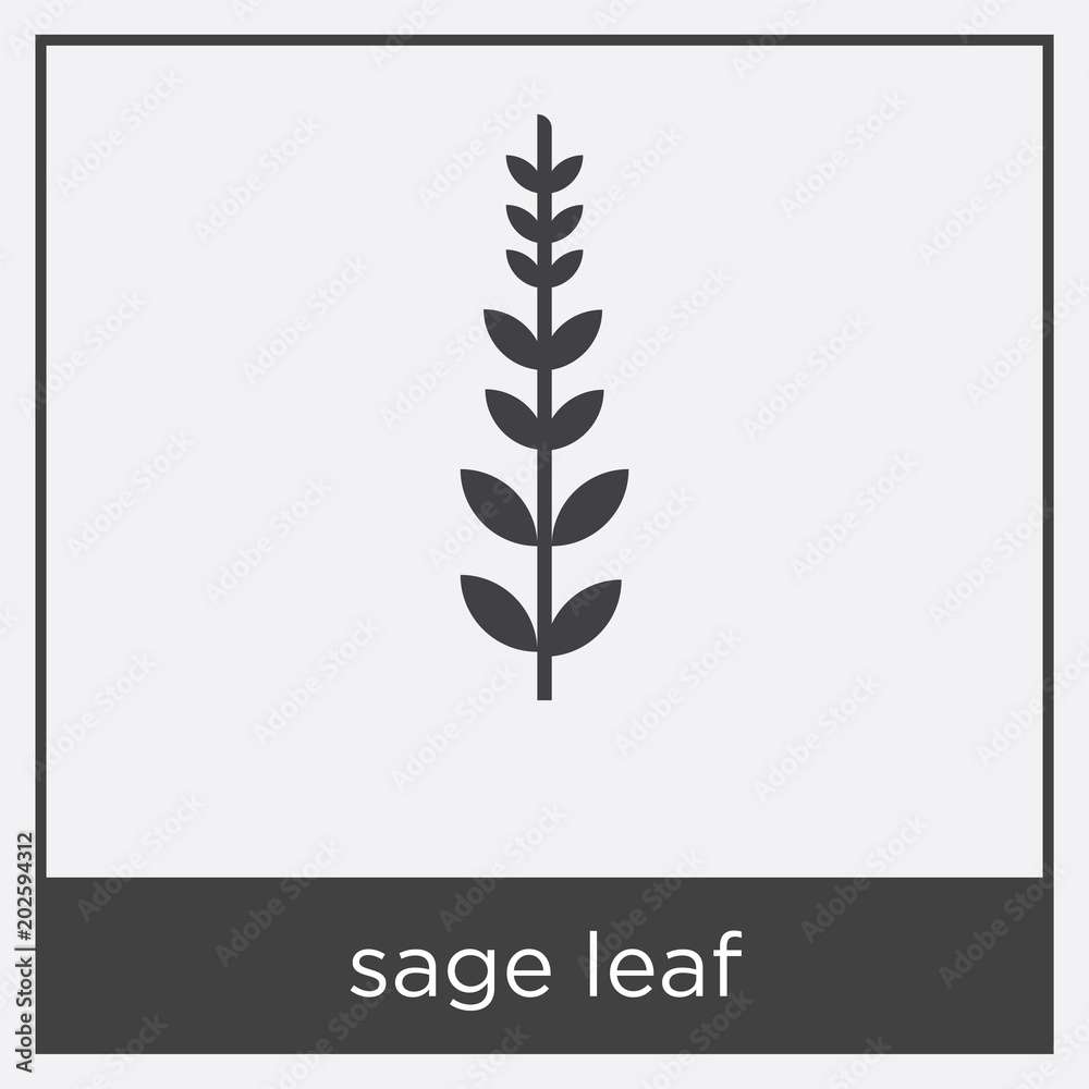 sage leaf icon isolated on white background sage leaf icon isolated on white background
